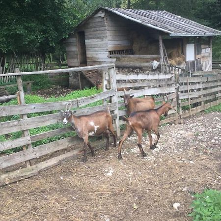 Hotel Eco Camp Dzogaska Vrela Pljevlja Zewnętrze zdjęcie