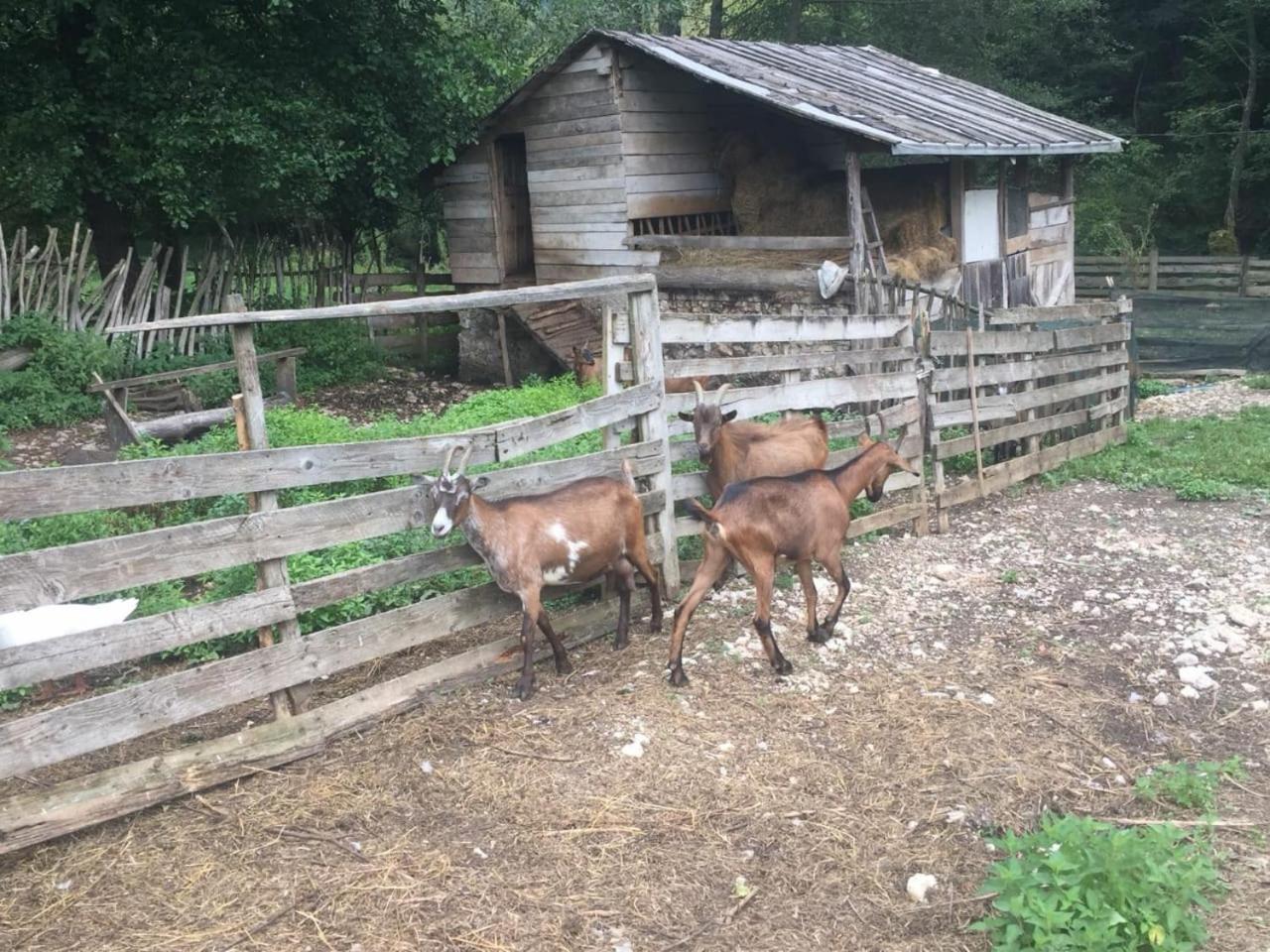 Hotel Eco Camp Dzogaska Vrela Pljevlja Zewnętrze zdjęcie